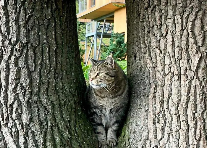 Treetop House Near Mount Brocken * 伊尔森堡